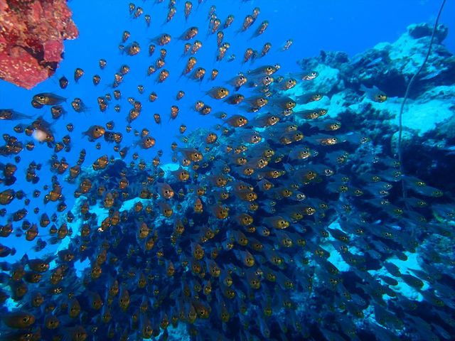 マンタを狙え！マンタポイントを完全攻略 東京発｜沖縄ダイビング